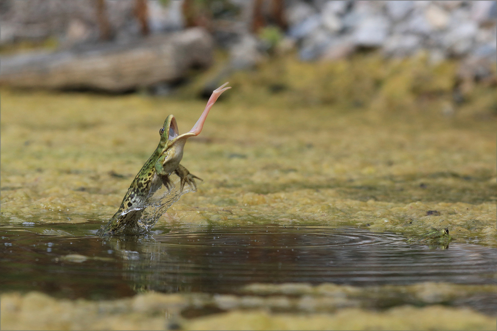 Jagender Seefrosch