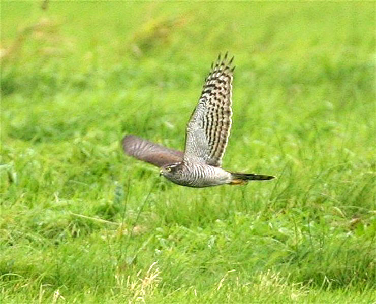 Jagender Sperber in der offenen Landschaft