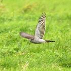 Jagender Sperber in der offenen Landschaft