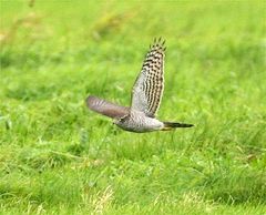 Jagender Sperber in der offenen Landschaft