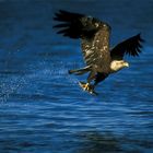 Jagender Weißkopfseeadler