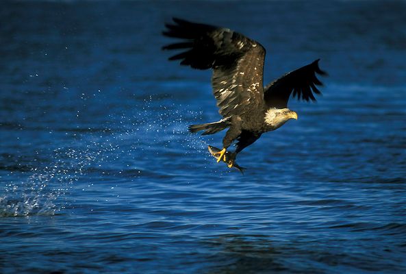 Jagender Weißkopfseeadler
