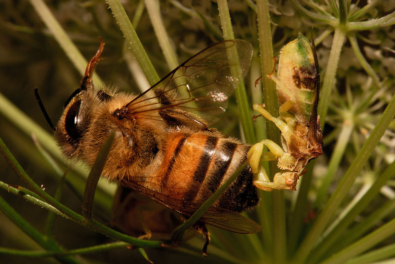 Jagged Ambush Bug