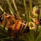 Jagged Ambush Bug