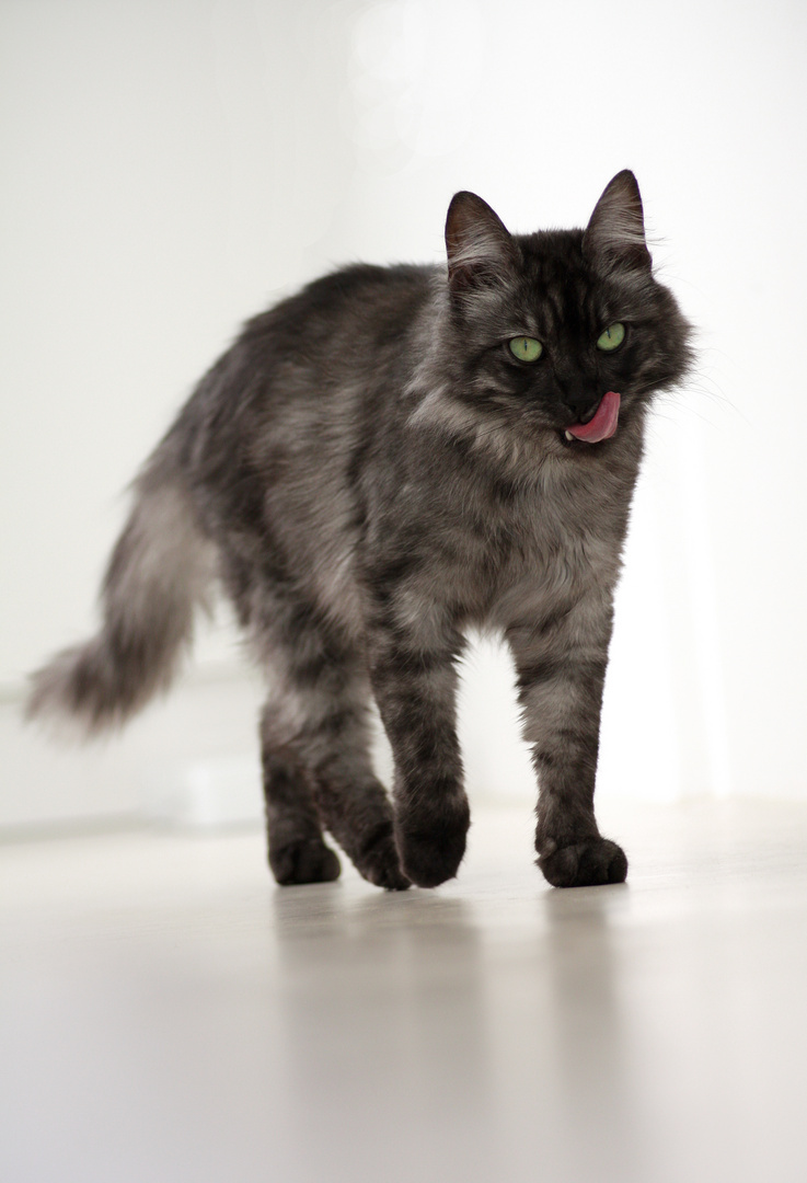 Jagger - Maine Coon in black smoke