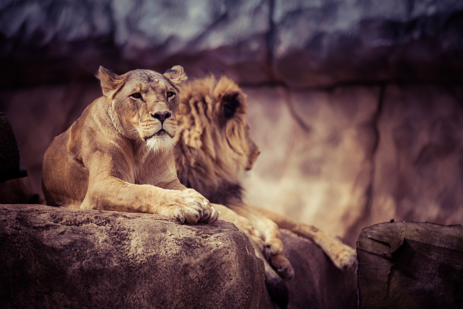 Jago und Layla (Zoo Dresden)