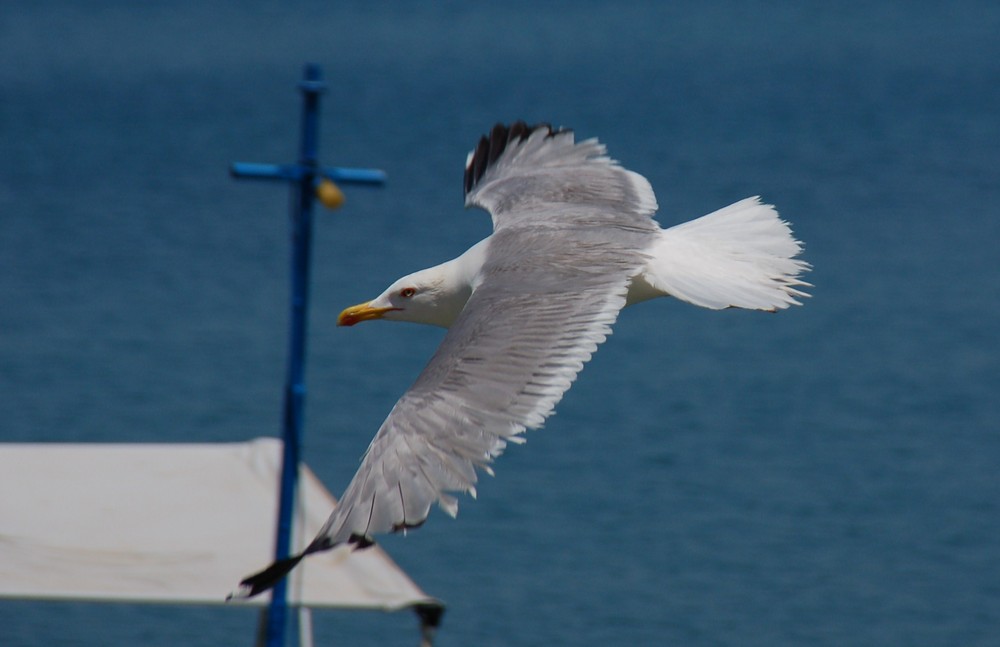 Jagtflieger