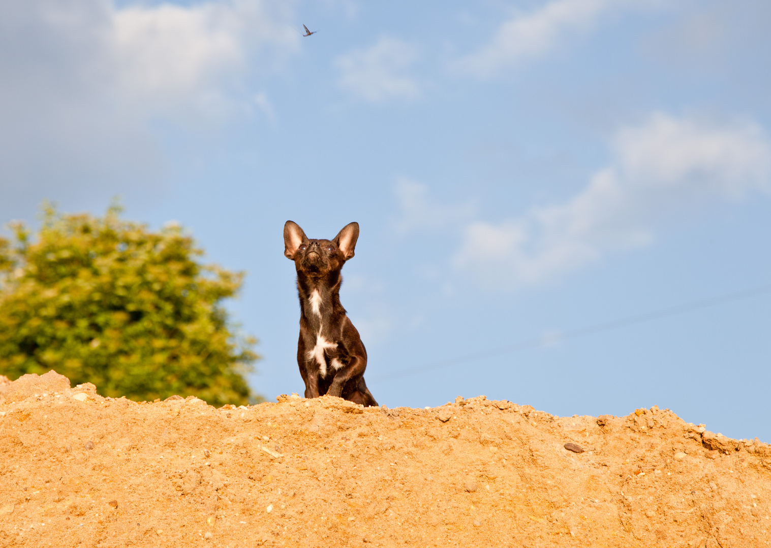 Jagthund Chihuahua bei der Mückenjagt