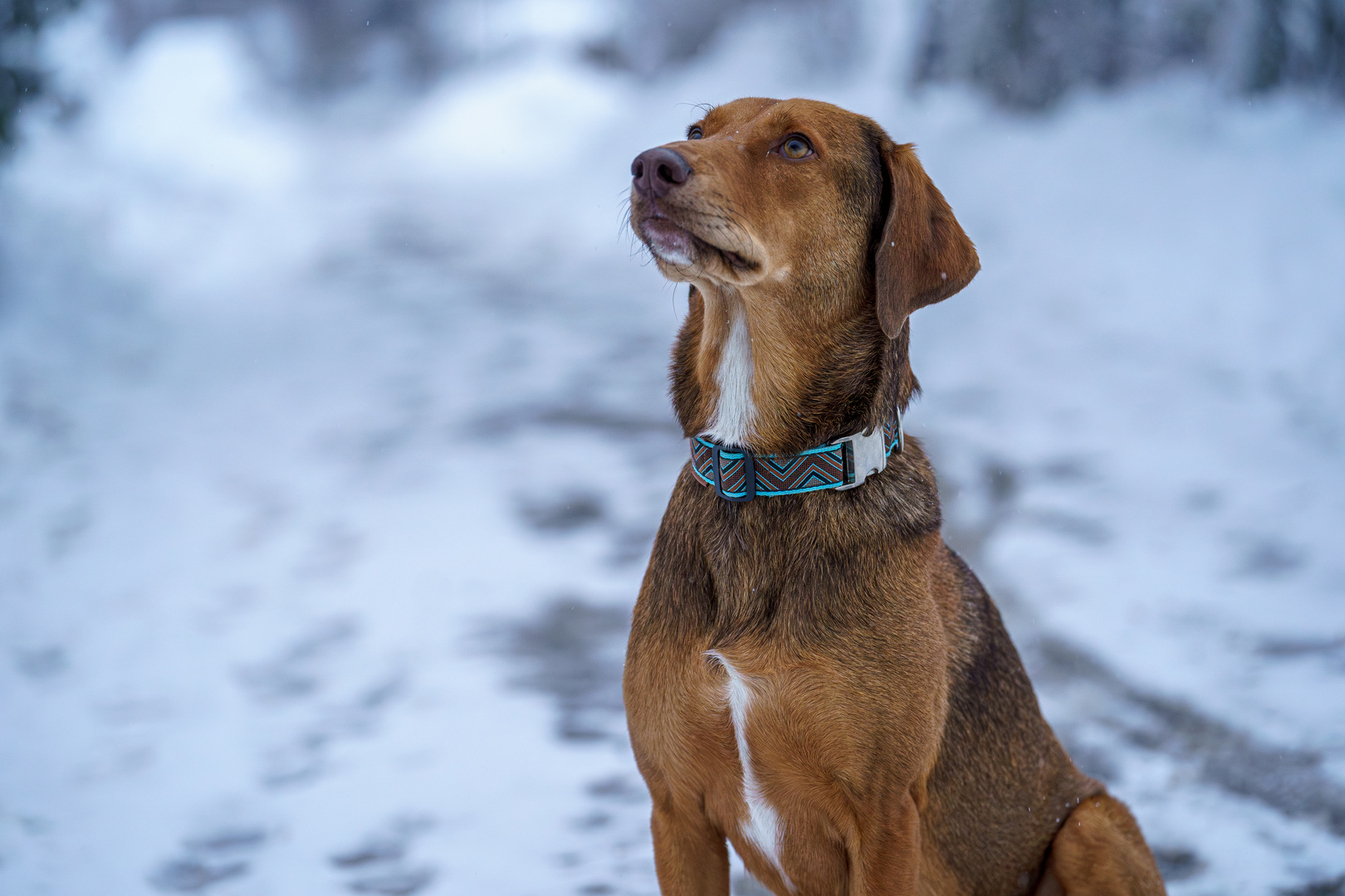 Jagthund im Schnee 