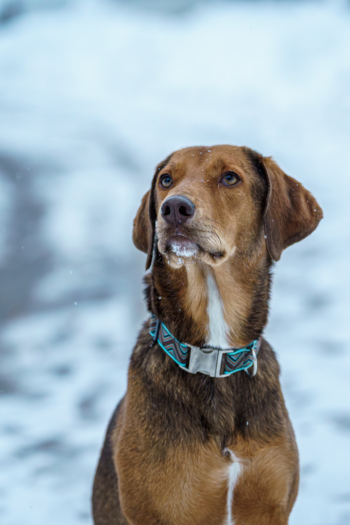 Jagthund im Schnee 