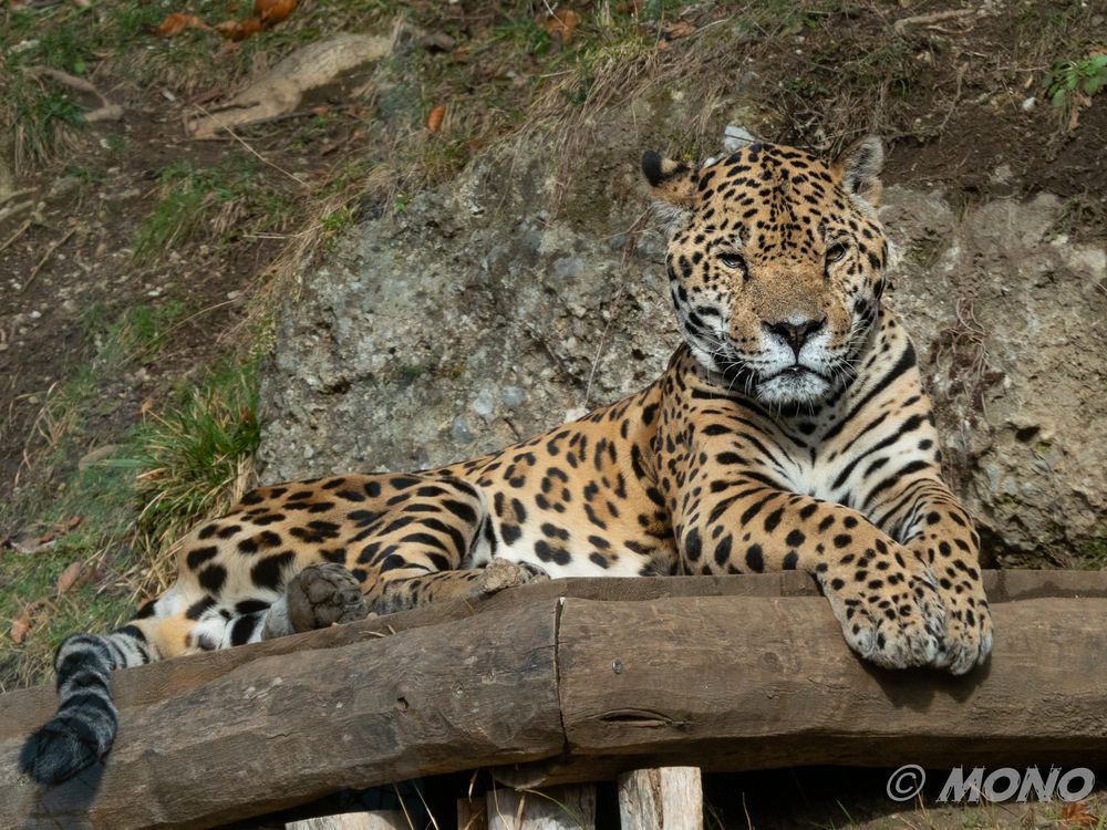 Jaguar