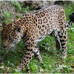 Jaguar