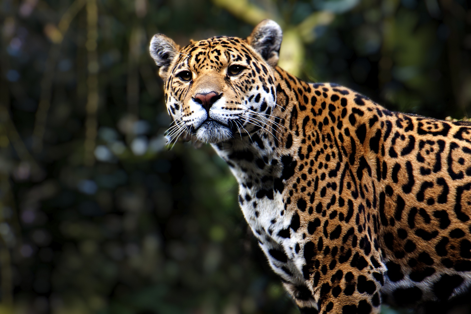 Jaguar