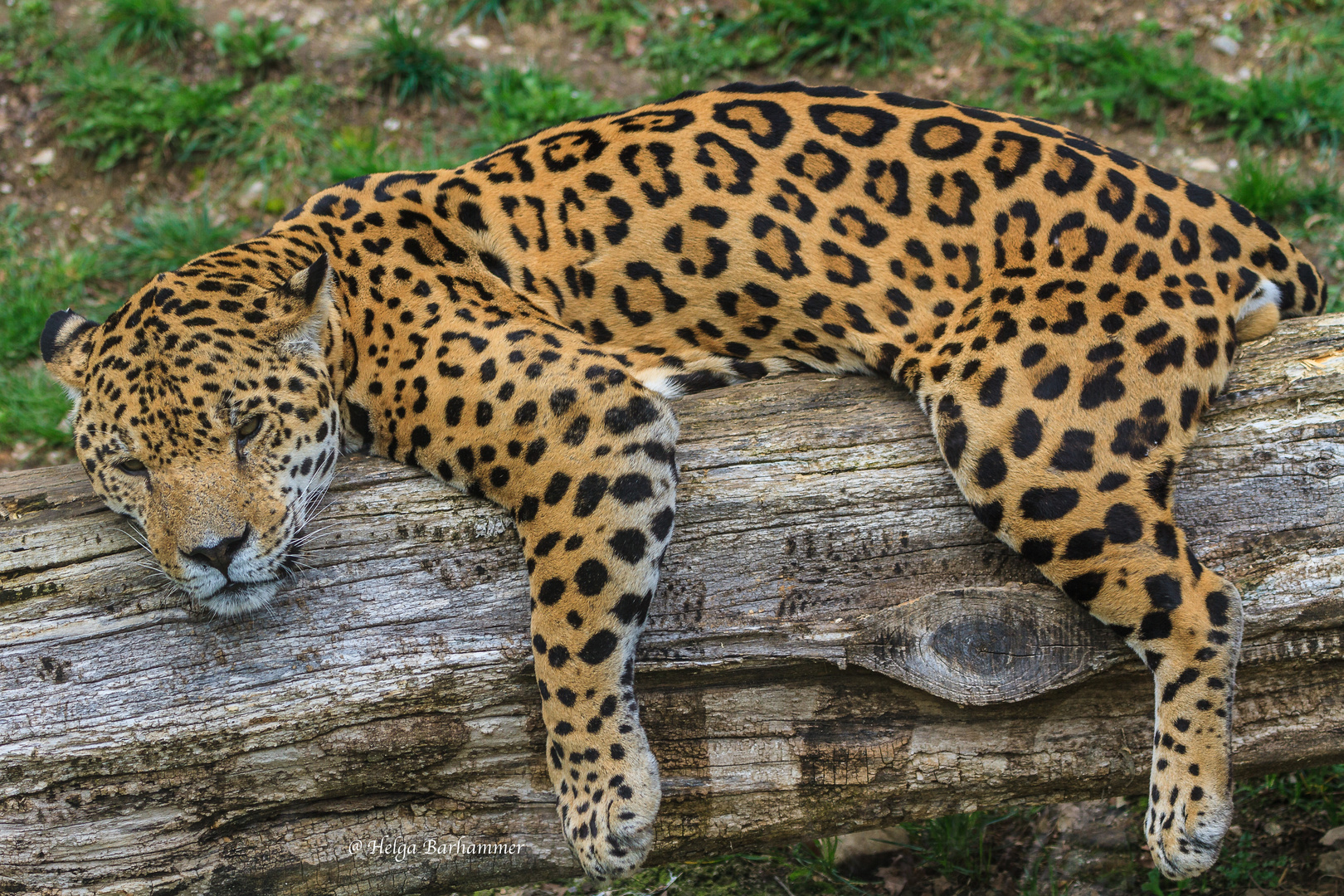 Jaguar Bilder Jaguar Bilder