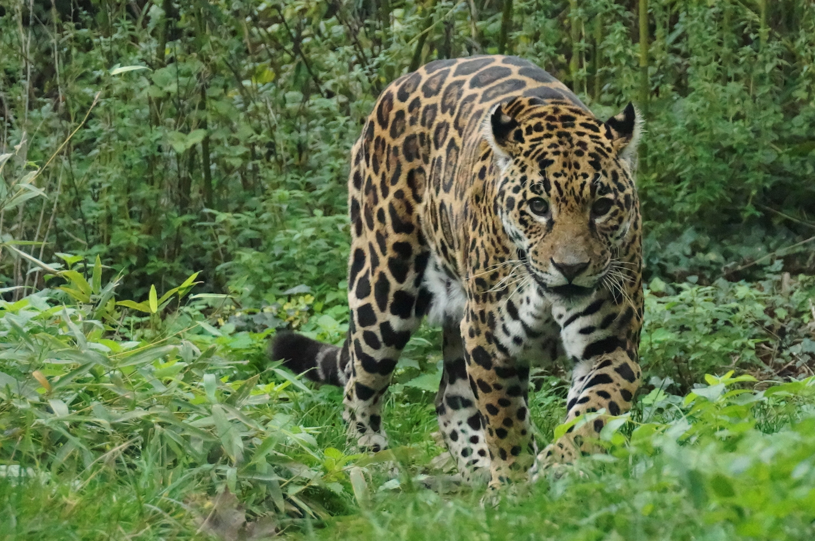 Jaguar