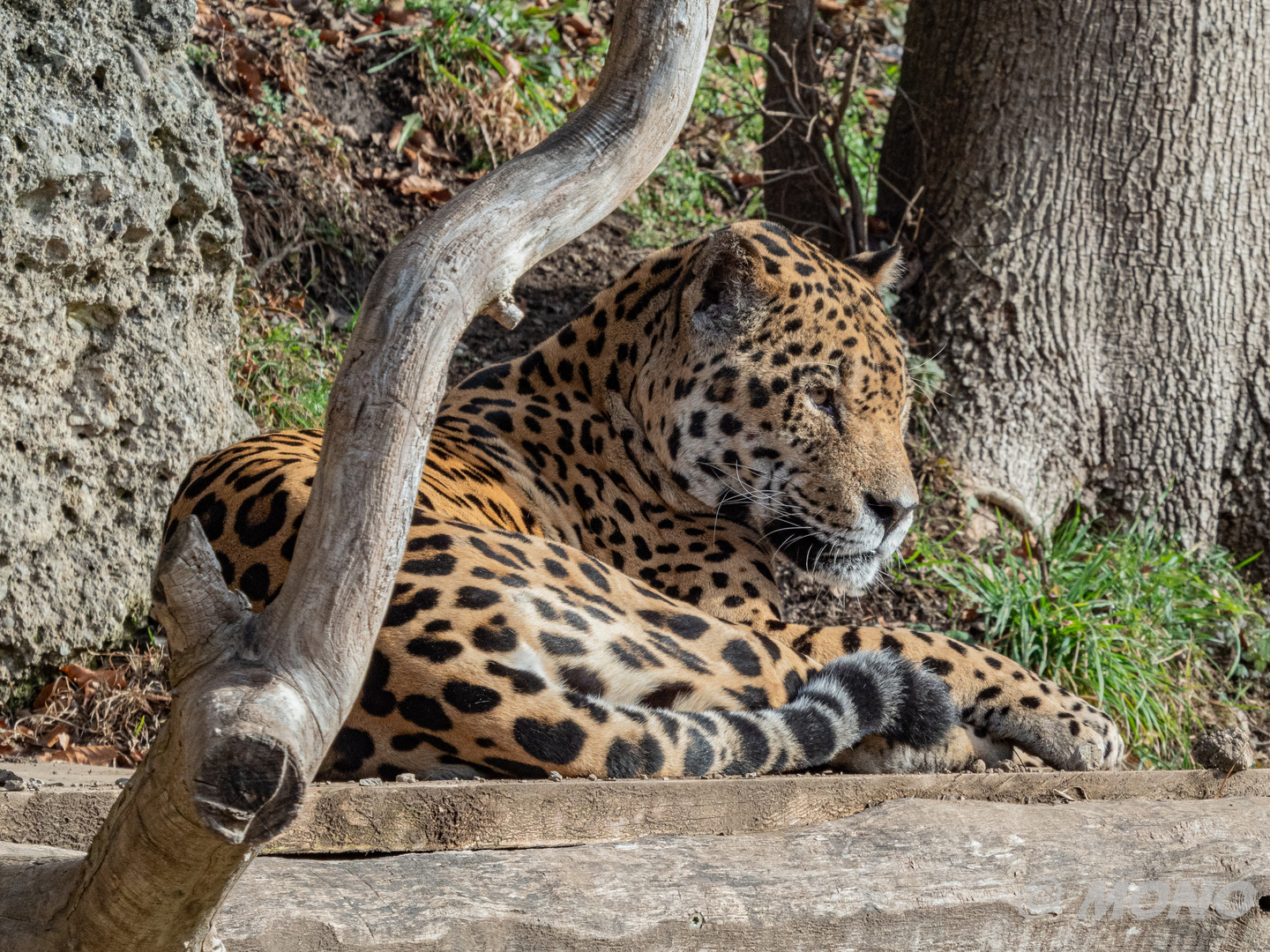 Jaguar