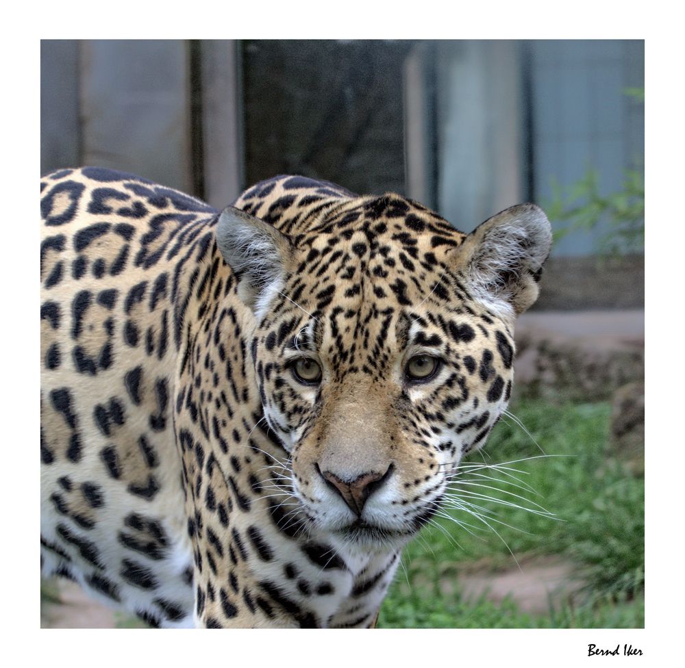 Jaguar