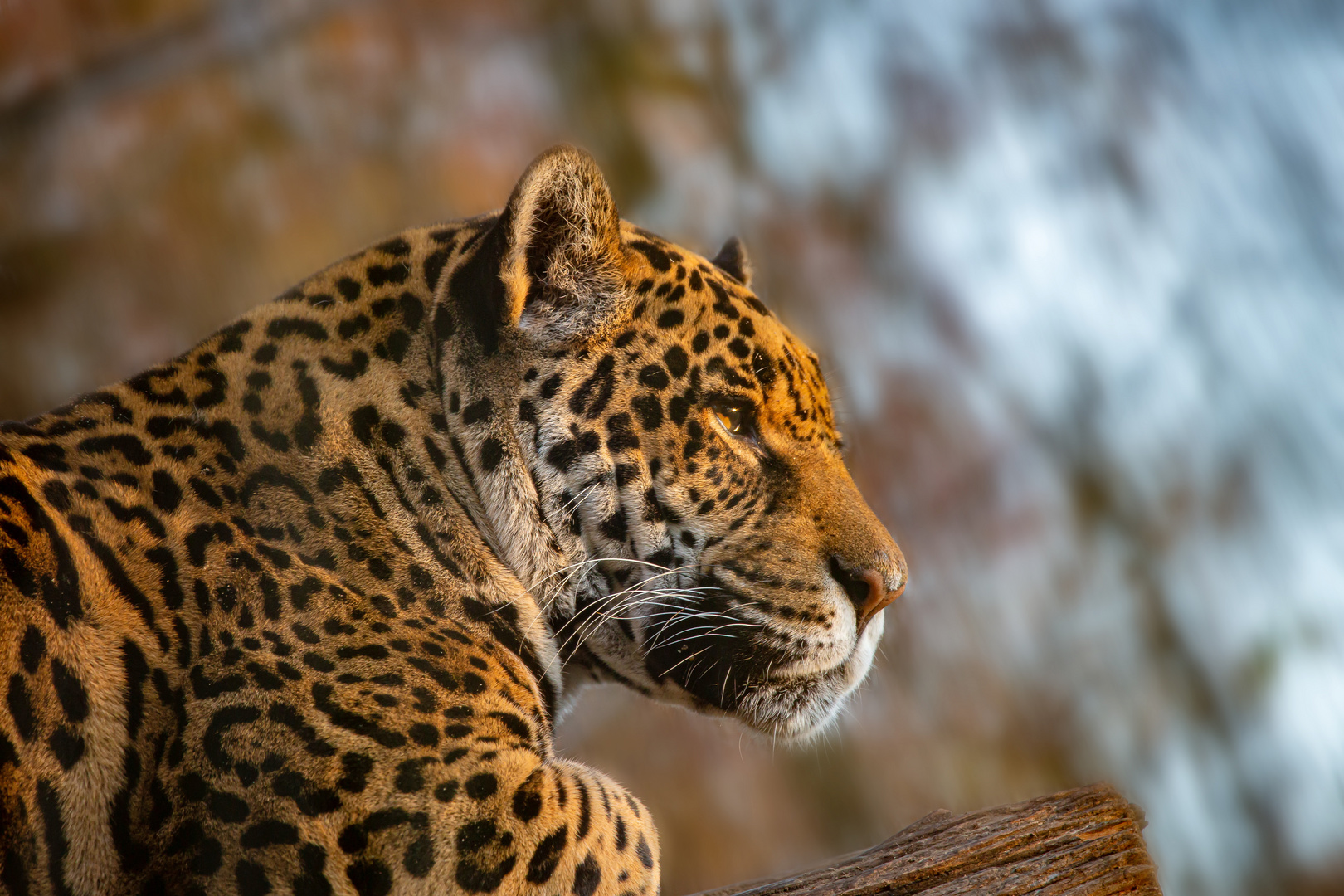 Jaguar Bilder Jaguar Bilder
