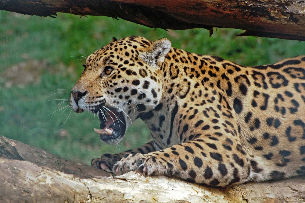 Jaguar