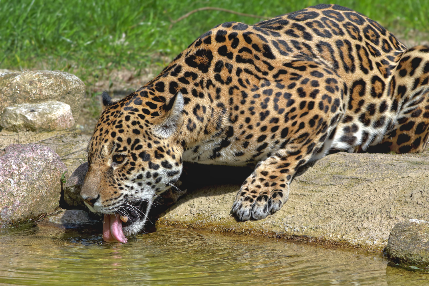 Jaguar (2)