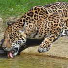 Jaguar (2)