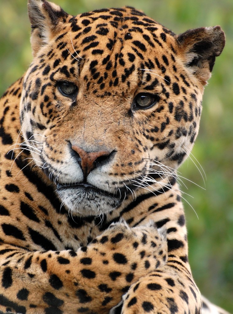 Jaguar