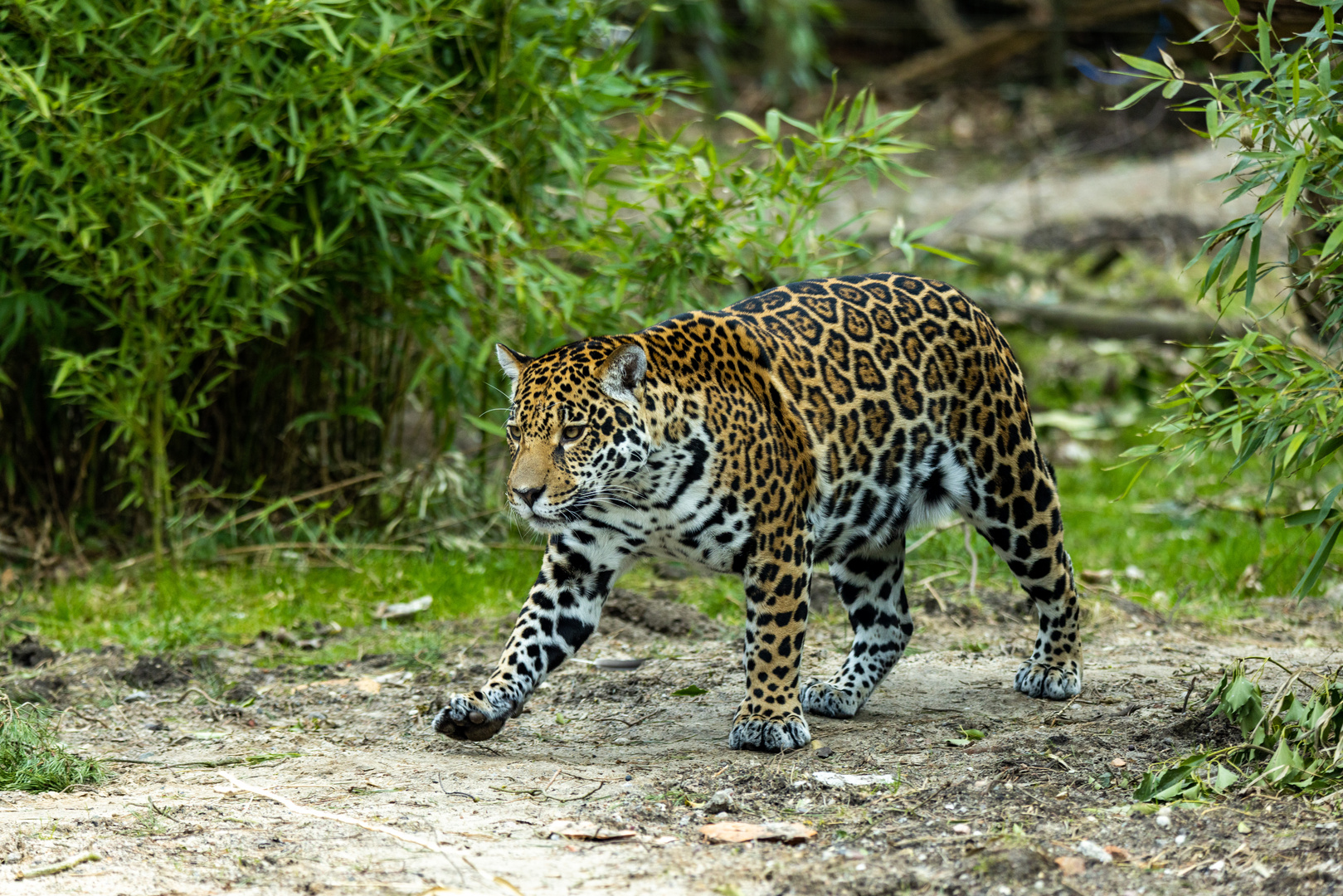 Jaguar