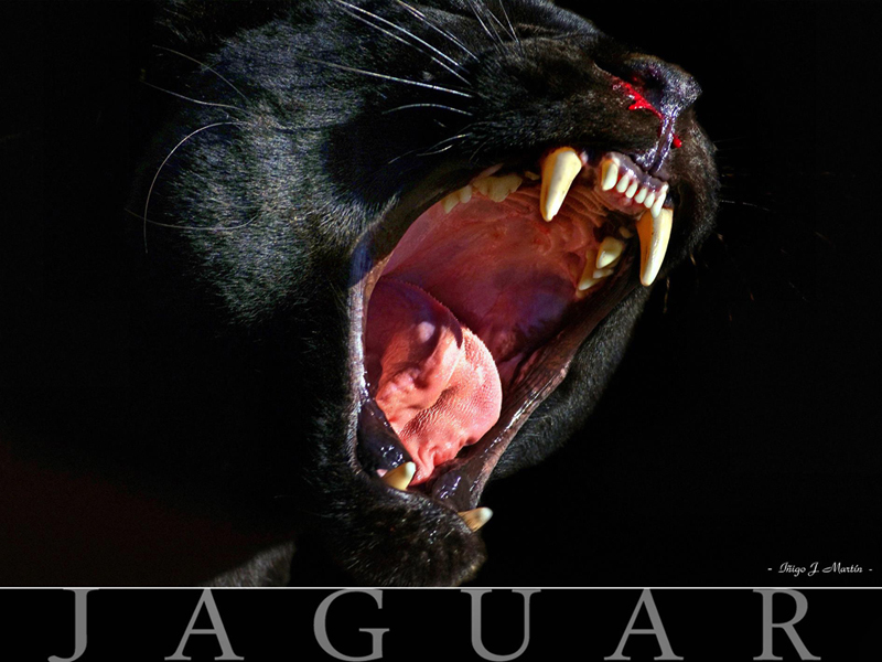 Jaguar