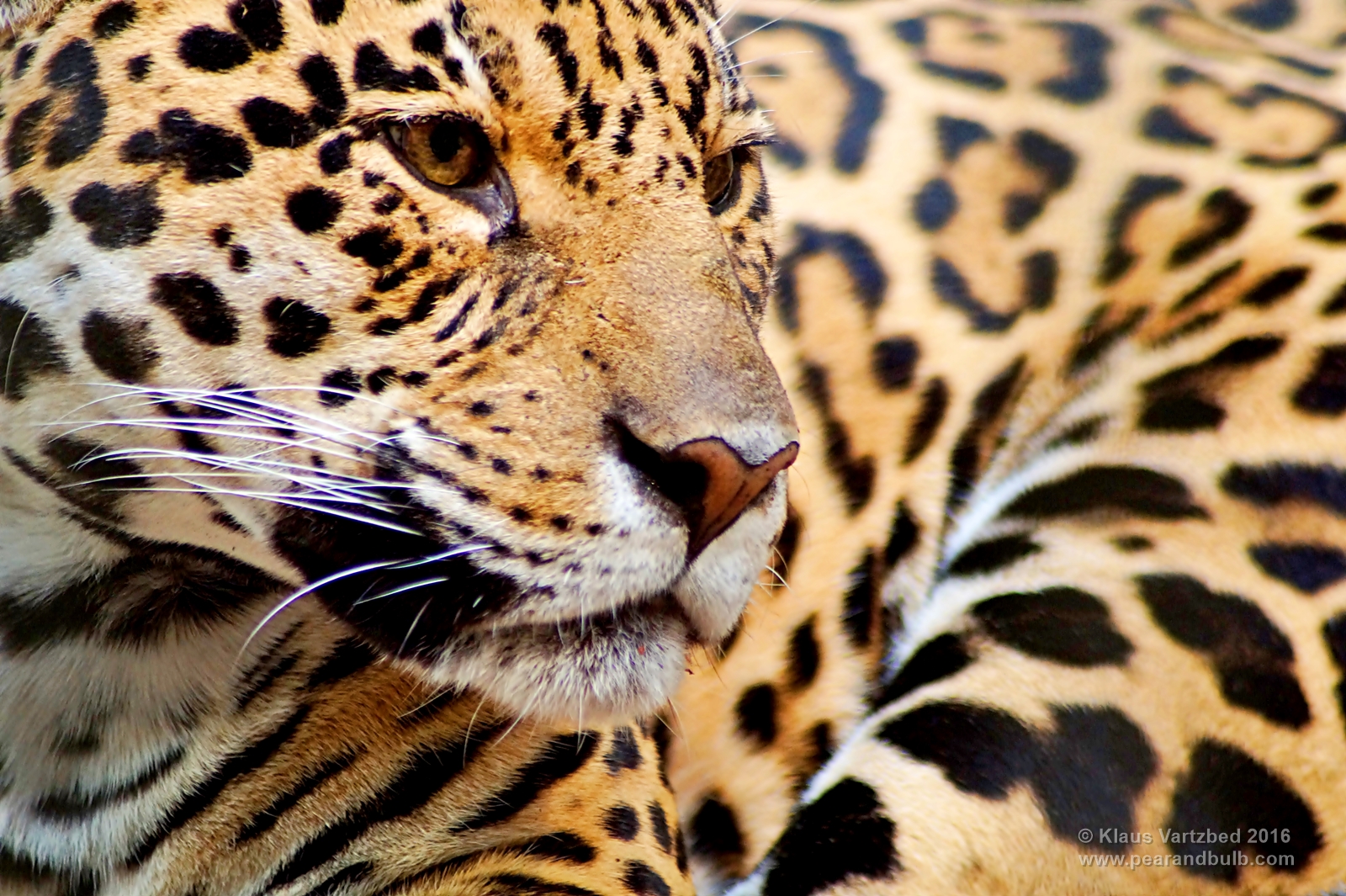 Jaguar