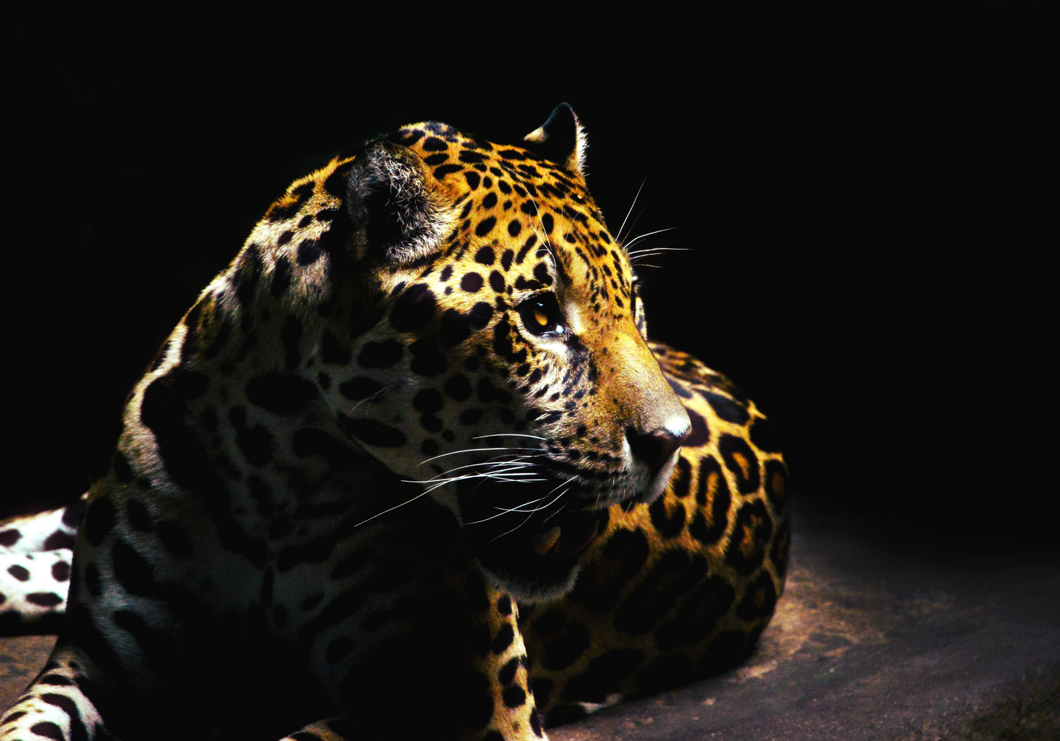 Jaguar