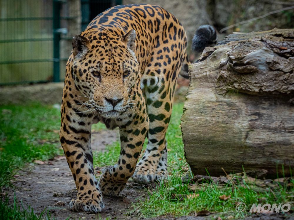 Jaguar