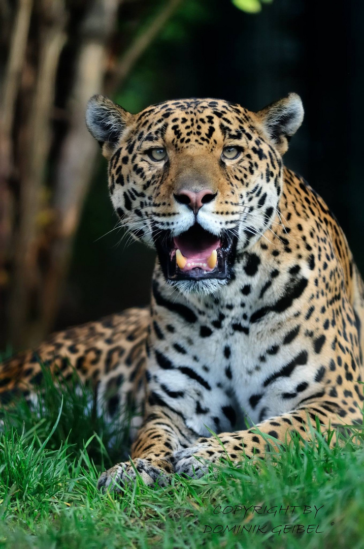 Jaguar