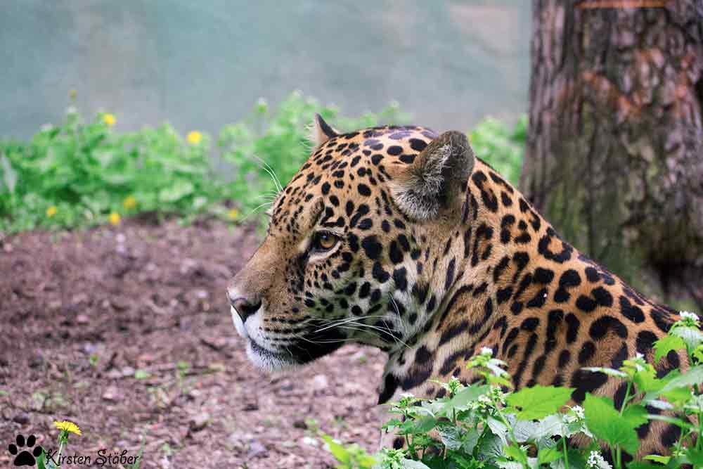 Jaguar