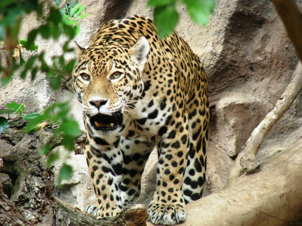 Jaguar