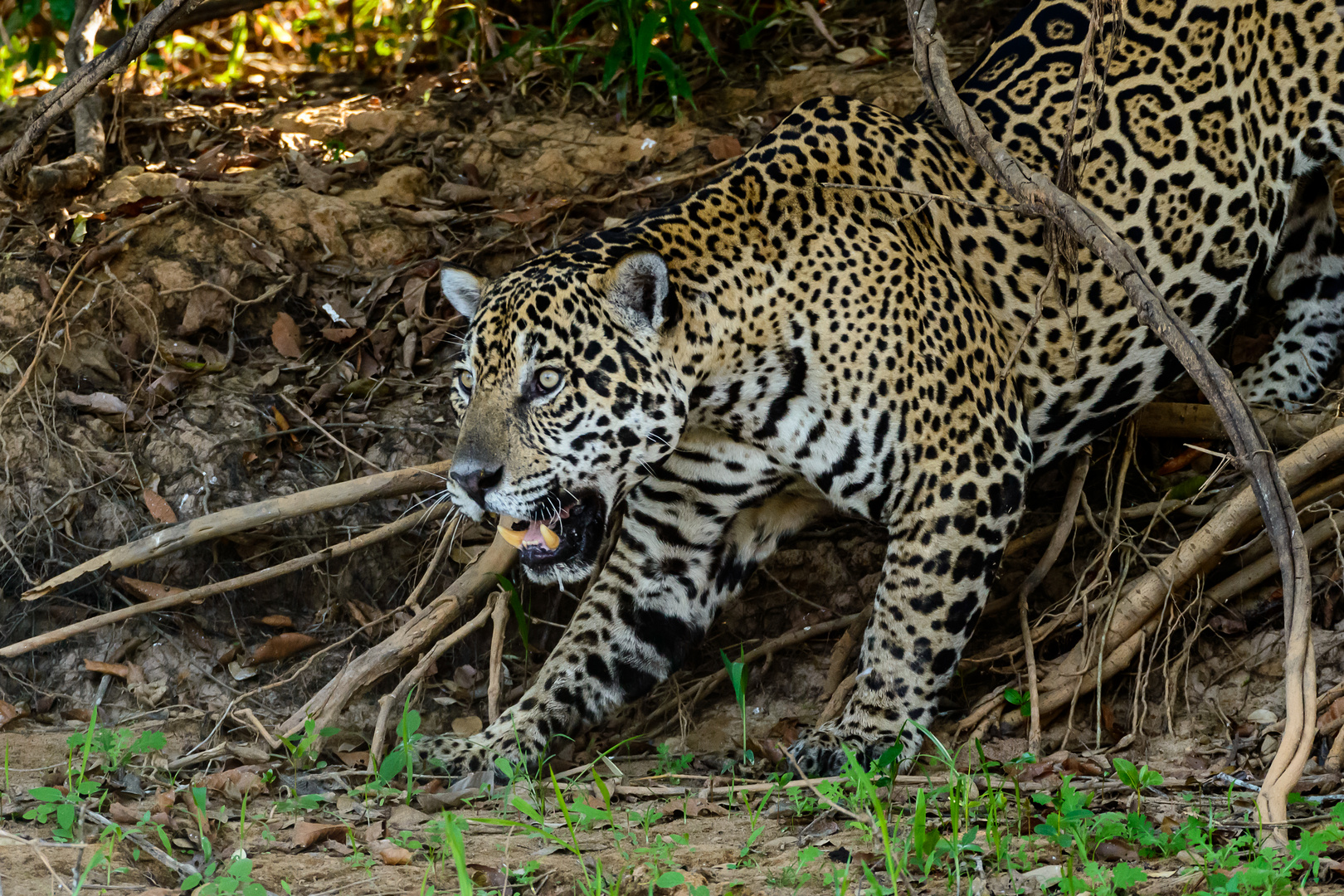 Jaguar