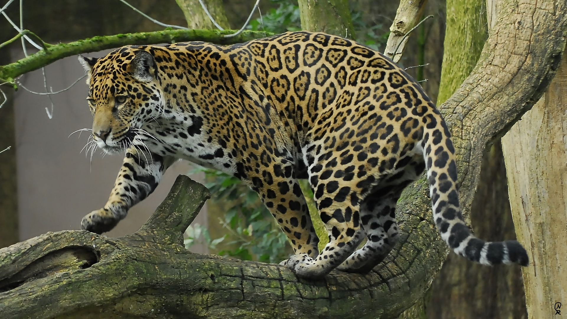 Jaguar