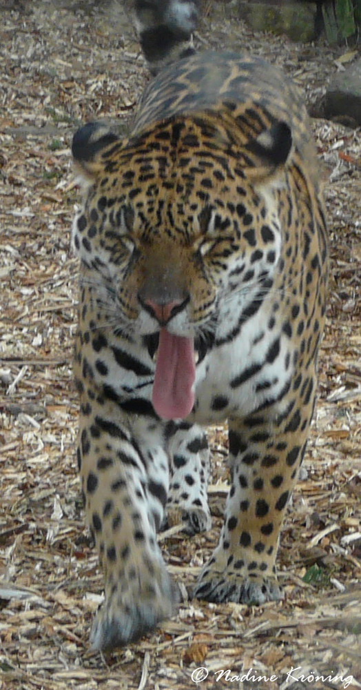 Jaguar