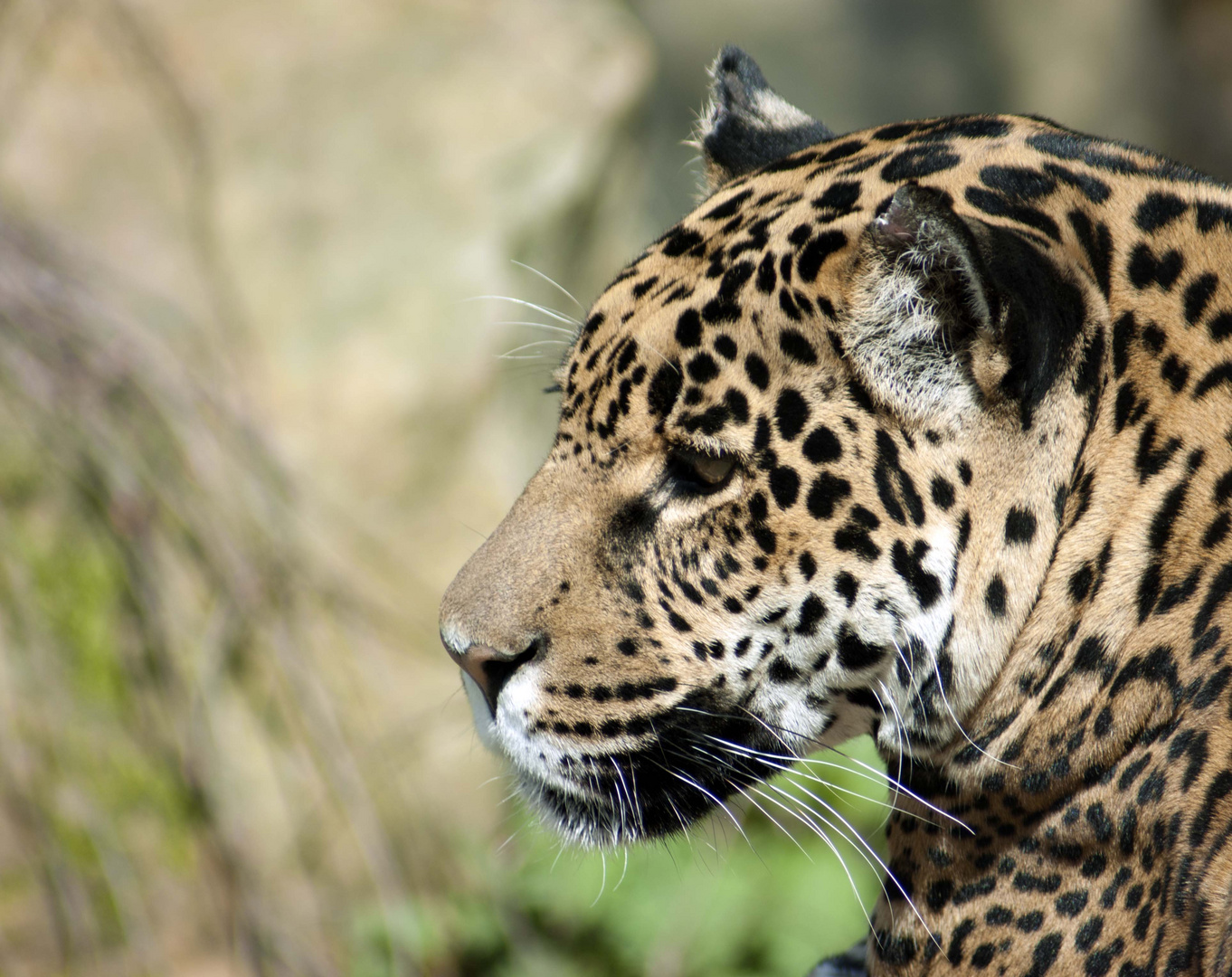 Jaguar