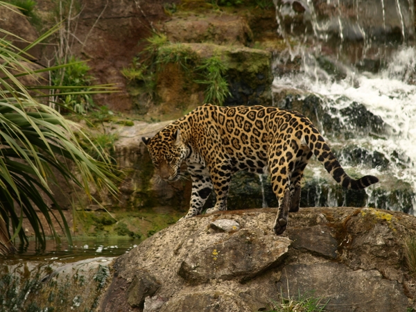 jaguar