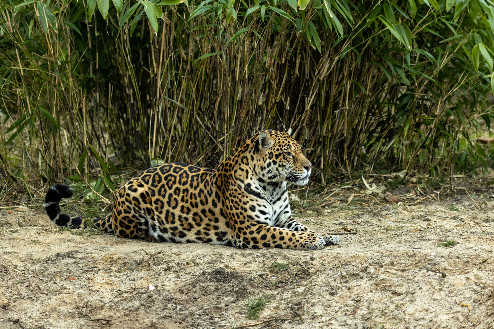 Jaguar