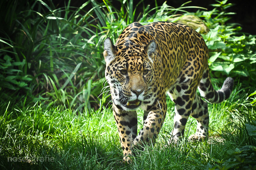 -Jaguar-
