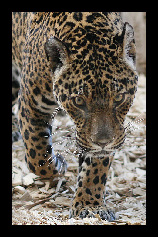 jaguar