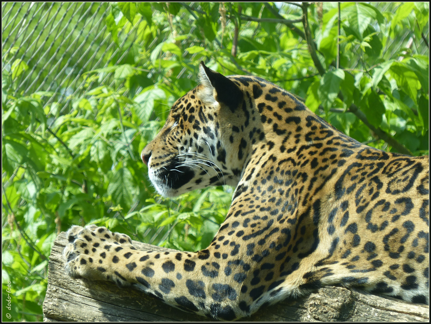 JAGUAR