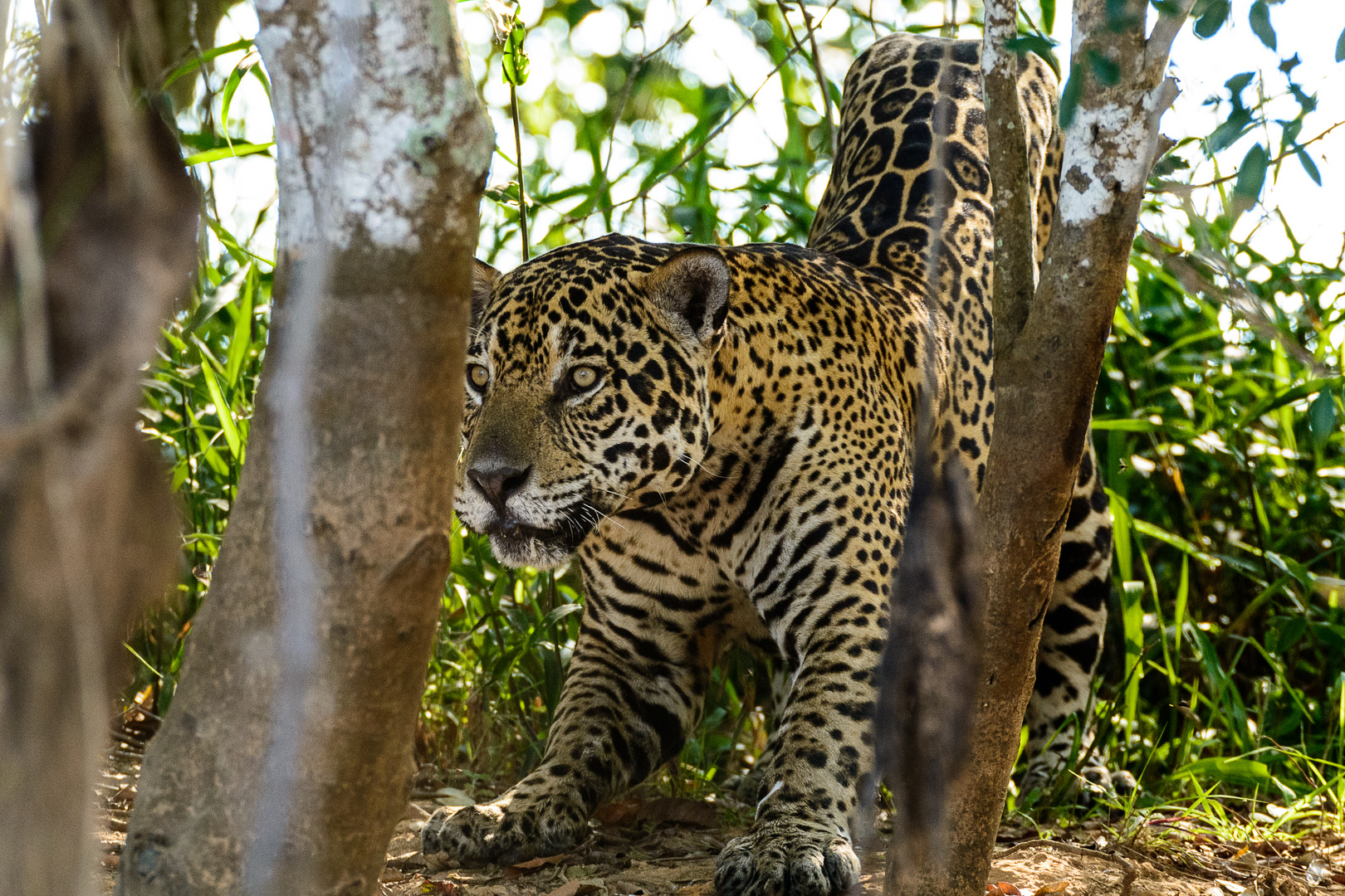 Jaguar