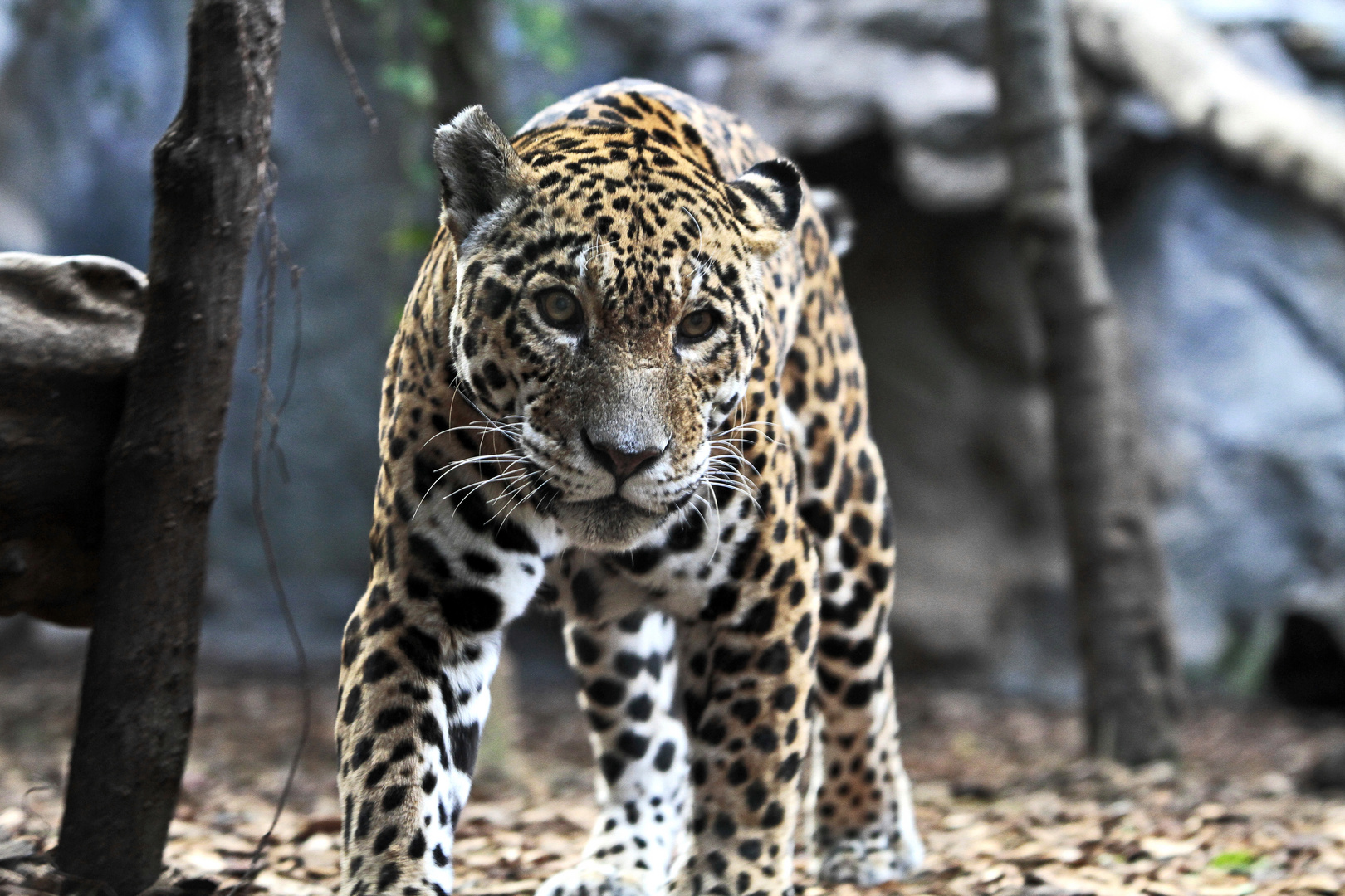 Jaguar