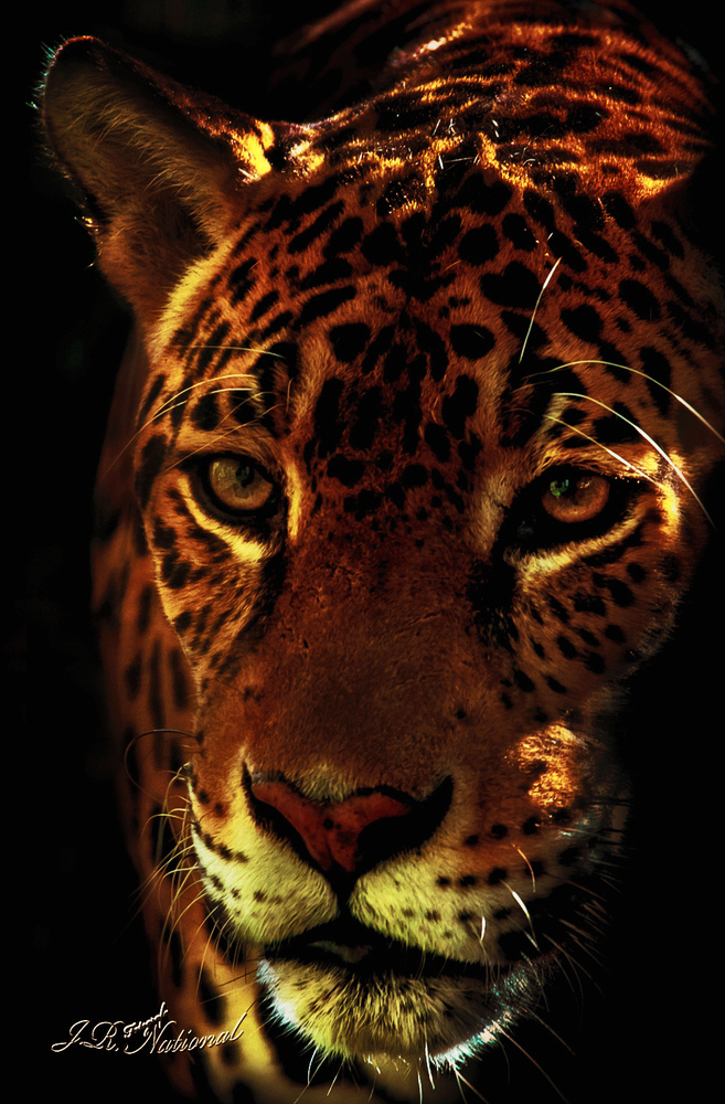 Jaguar