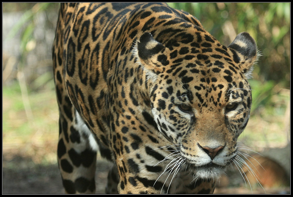 >>>Jaguar