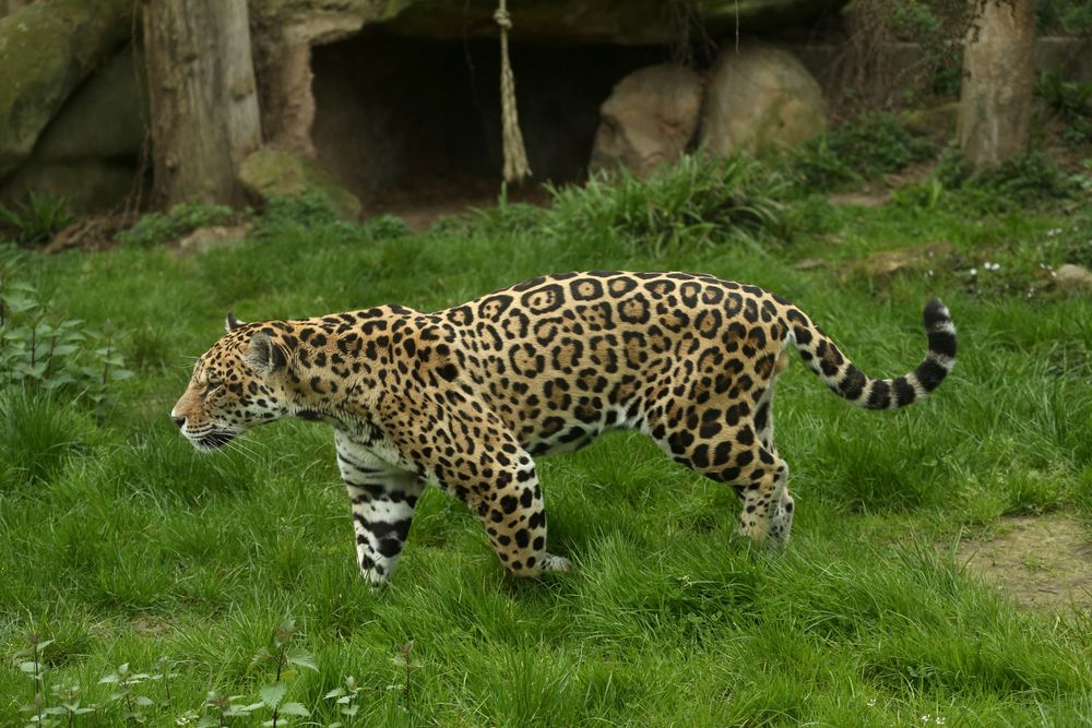 Jaguar