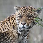 jaguar .