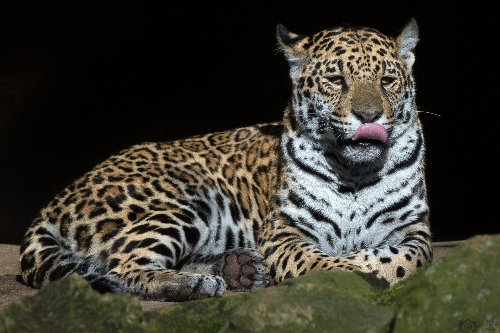 Jaguar